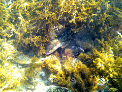 Platycephalus laevigatus