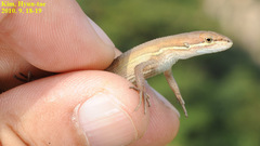 Takydromus wolteri