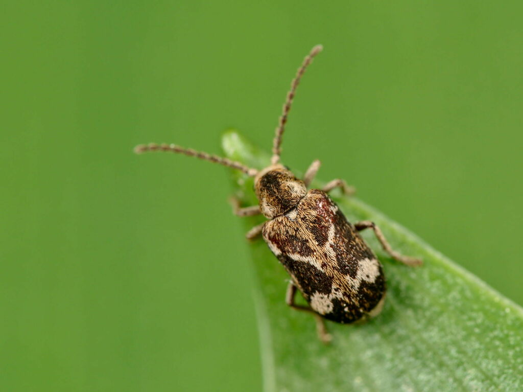 Ptinomorphus imperialis