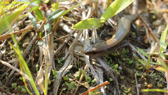 Scincella vandenburghi