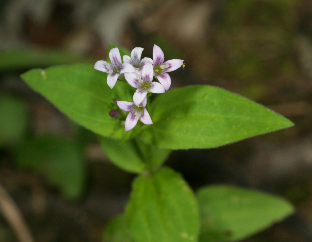 Houstonia purpurea