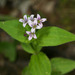 Houstonia purpurea - Photo (c) Patrick Coin, algunos derechos reservados (CC BY-NC-SA)
