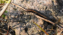 Scincella vandenburghi
