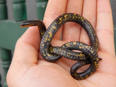 Atractus