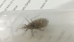 Panstrongylus geniculatus