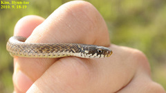 Hebius vibakari