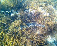 Platycephalus laevigatus