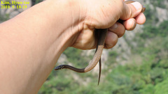 Hebius vibakari