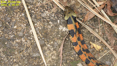 Rhabdophis tigrinus