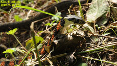 Rhabdophis tigrinus
