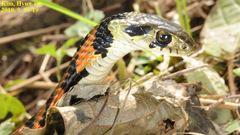 Rhabdophis tigrinus