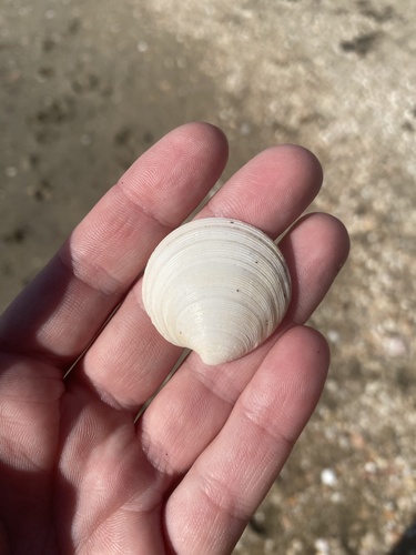 Dosinia maoriana, 2023-05-23