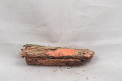 Hypomyces armeniacus