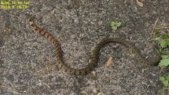 Rhabdophis tigrinus