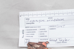 Hypomyces armeniacus