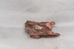 Hypomyces armeniacus