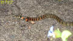 Rhabdophis tigrinus