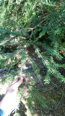 Tsuga chinensis