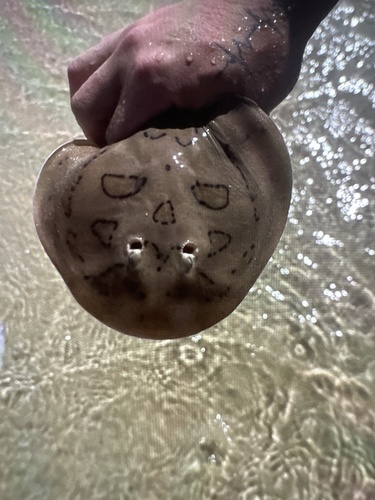 Caribbean Electric Ray photographed in Alabama