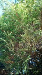 Tsuga chinensis