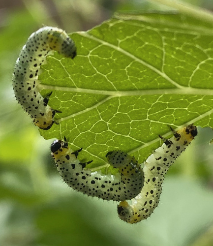 Imported Currantworm photo 5