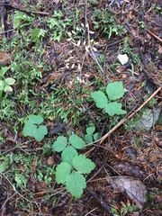 Tiarella trifoliata trifoliata