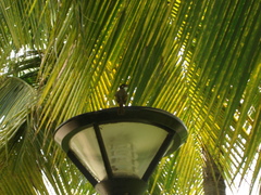 Pycnonotus sinensis hainanus