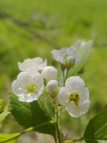 roundleaf hawthorn (Crataegus lumaria)