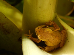 Dendropsophus bogerti