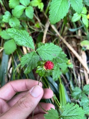 Potentilla indica image