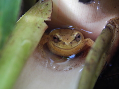 Dendropsophus bogerti
