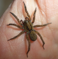 Trochosa sepulchralis