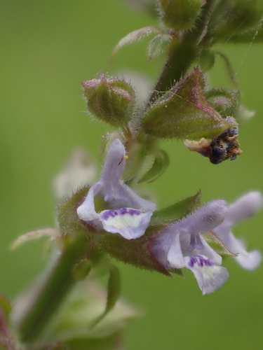 Salvia plebeia R.Br.