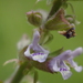 Salvia plebeia - Photo no hay derechos reservados, subido por 葉子