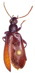 Statira
