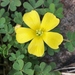 Woody-root Woodsorrel - Photo (c) James Bailey, some rights reserved (CC BY-NC), uploaded by James Bailey