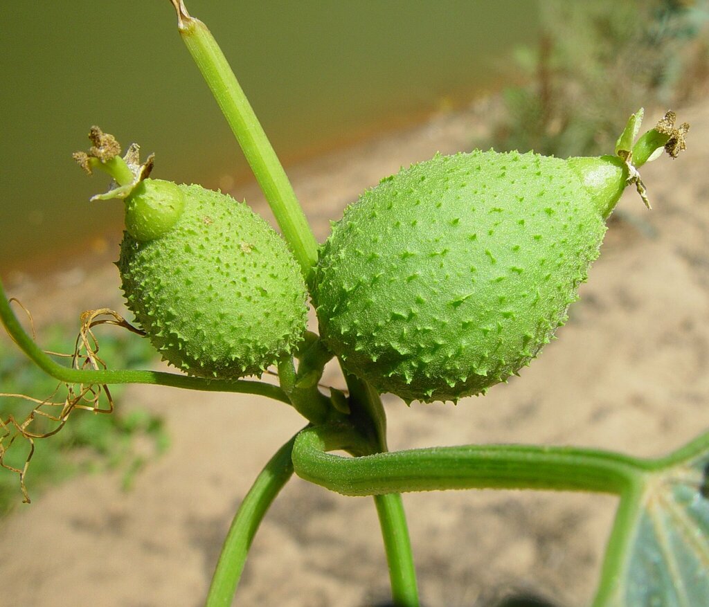 Luffa saccata