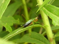 Conocephalus nigropleurum