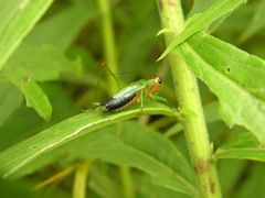 Conocephalus nigropleurum