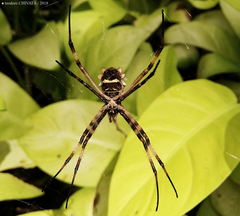 Argiope argentata