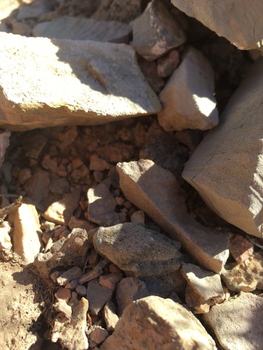 Robust Toad Lubber photo 2