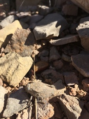 Phrynotettix robustus