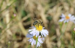 Apis mellifera