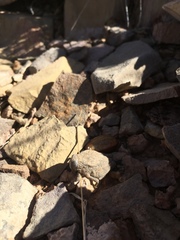 Phrynotettix robustus