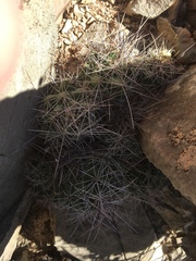 Coryphantha macromeris