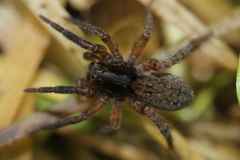 Trochosa sepulchralis