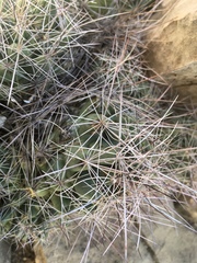 Coryphantha macromeris