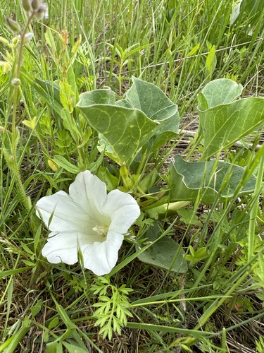 Convolvulus nyctagineus iNat (3)
