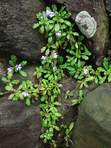 Image of Ajuga pygmaea by no rights reserved