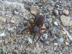 Trochosa sepulchralis